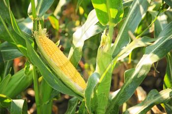 Corn growing in field, closeup�