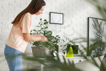 Young woman cleaning dust from leaves of houseplant at home�