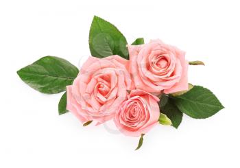 Beautiful rose flowers on white background�