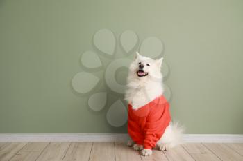 Cute Samoyed dog in sweater against color wall�