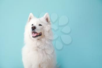 Cute Samoyed dog on color background�