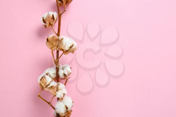 Beautiful cotton branch on color background�