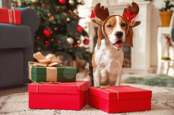 Cute dog with deer horns and gifts in room decorated for Christmas�