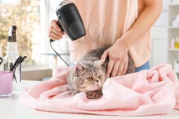 Groomer drying cat's hair after washing in salon�