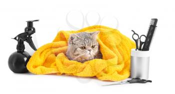 Cute cat with towel and grooming tools on white background�