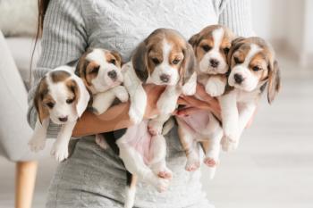 Owner with cute beagle puppies at home�