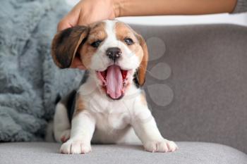 Owner stroking cute beagle puppy at home�