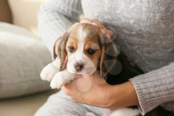 Owner with cute beagle puppy at home�