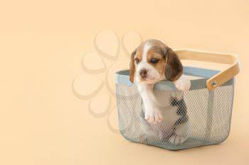 Cute beagle puppy in basket on color background�