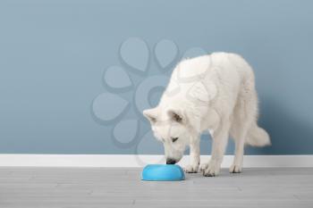 Cute funny dog eating food from bowl near color wall�