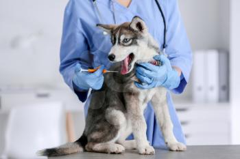 Veterinarian microchipping cute puppy in clinic�