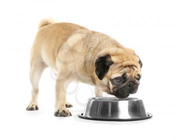 Cute pug dog eating from bowl on white background�