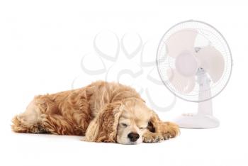 Electric fan and cute dog on white background�