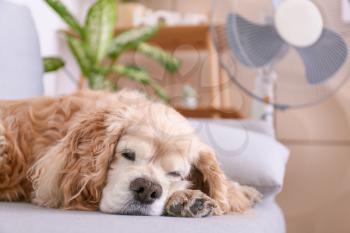 Cute dog in room with operating electric fan�
