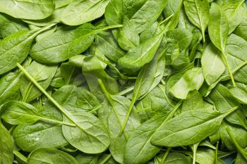 Fresh green spinach as background�