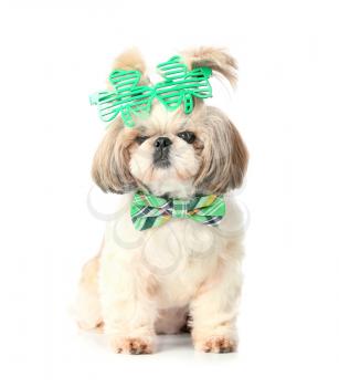 Cute dog on white background. St. Patrick's Day celebration�