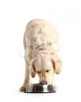 Cute dog eating food from bowl on white background�