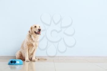 Cute dog and bowl with food near color wall�