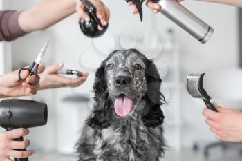 Cute dog and groomers with tools in salon�
