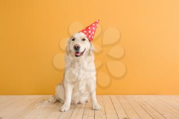 Cute dog in party hat on color background�