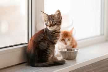 Cute little kittens on window sill�