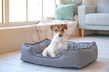 Cute dog in pet bed at home�
