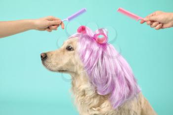 Female groomers taking care of cute dog in wig on color background�