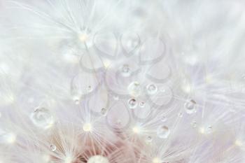 Beautiful dandelion flower, closeup view�