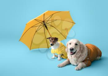 Funny dogs in raincoats and with umbrella on color background�