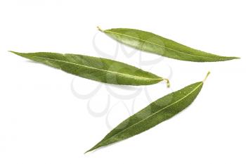 Green osier leaves on white background�