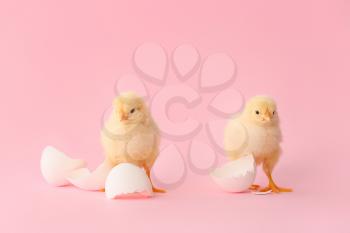 Cute hatched chicks on color background�
