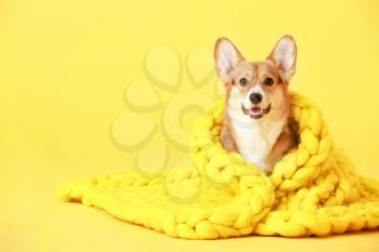 Cute dog with warm blanket on color background�