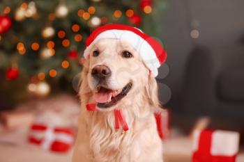 Cute funny dog in Santa hat at home on Christmas eve�