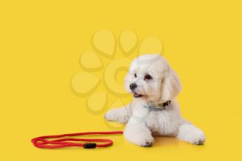 Cute little dog with leash on color background�