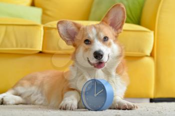 Cute dog with alarm clock at home�