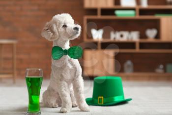 Cute dog with glass of beer at home. St. Patrick's Day celebration�