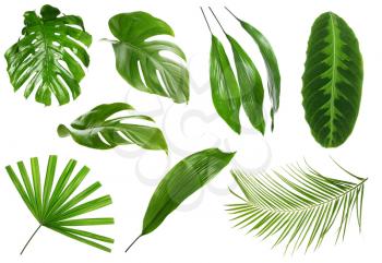 Different green tropical leaves on white background�