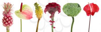 Different tropical plants on white background�