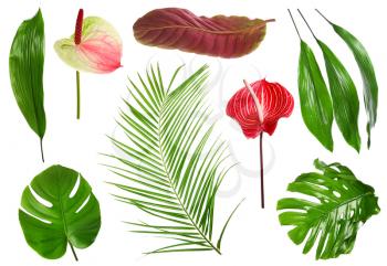 Different tropical leaves and flowers on white background�