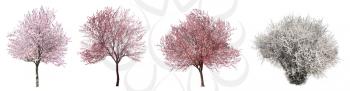 Collage with beautiful blossoming trees on white background�