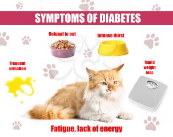 Cute cat and symptoms of diabetes on white background�