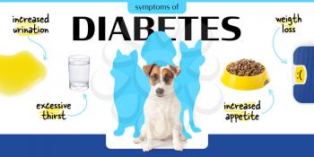Cute Jack Russell Terrier and symptoms of diabetes on white background�