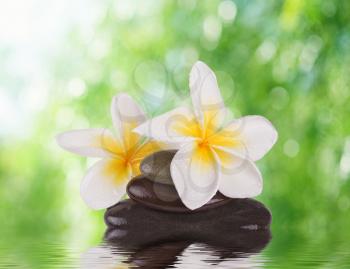 spa concept zen stones with frangipani flowers 