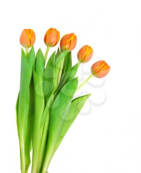 Beautiful orange tulips isolated on white background.Shallow focus