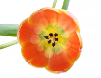 Beautiful orange tulip isolated on white background