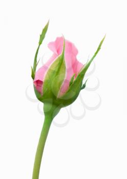 Beautiful pink rose  on a white background. Shallow focus
