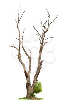 Single old and dead tree and young shoot from one root isolated on white background.Concept death and life revival.
