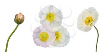 Set of white, pink and orange poppies isolated on white background