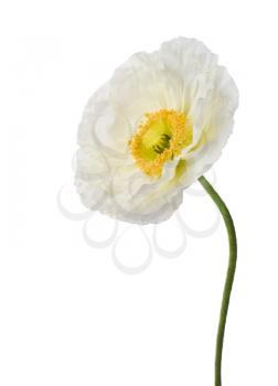 Single white poppy isolated on white background