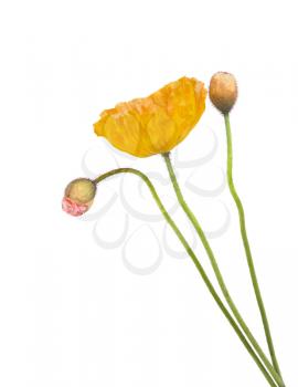 yellow and pink poppies isolated on white background